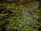 Waterlilies unbloomed in small pond