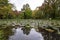 Waterlillies in a tranquil pool