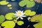 Waterlily in bloom on a serene lake