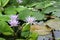 Waterlily blooms 01