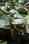 Waterlily floating on the pond