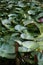 Waterlily floating on the pond