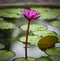 Waterlily Flower Blossom. Tropical Plant Lotus