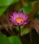 Waterlily Flower Blossom. Tropical Plant Lotus