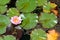 Waterlily flower. Botanical garden. Kyoto. Japan