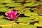 Waterlily in garden pond