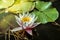 Waterlily in garden pond with yellowish water