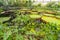 The Waterlily House, Kew Gardens,Richmond,London