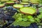 The Waterlily House, Kew Gardens,Richmond,London