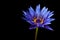 Waterlily isolated on a black background