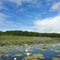 Waterlily at lake Mueritz