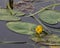 Waterlily in lake single beautiful blooming yelow color
