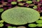 Waterlily Leaves
