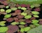 Waterlily Leaves