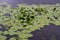 Waterlily leaves in lake