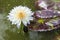 Waterlily, lotus blooming in the tropical garden