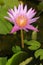 Waterlily Lotus Flower