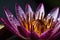 A waterlily or lotus flower with drops on its petals float in the pond. Generative AI