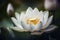 A waterlily or lotus flower with drops on its petals float in the pond. Generative AI