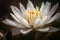 A waterlily or lotus flower with drops on its petals float in the pond. Generative AI