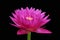 Waterlily or lotus flower isolated on black background.