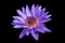 Waterlily or lotus flower isolated on black background.
