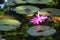 Waterlily in the lotus flowers pond