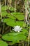 Waterlily Nymphaea alba L., water lily in a lake with reeds and leaves