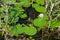 Waterlily Nymphaea alba L., water lily in a lake with reeds and leaves