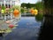 Waterlily pond in Bronx BOtanical Garden