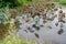 Waterlily pond, dry and dead water lilies, dead lotus flower, beautiful colored background with water lily in the pond