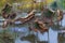 Waterlily pond, dry and dead water lilies, dead lotus flower, beautiful colored background with water lily in the pond