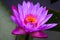 Waterlily purple color with bees at the center of pollen bright color