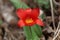 Waterlily tulip Tulipa kaufmanniana