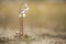 Waterlobelia, Water Lobelia, Lobelia dortmanna