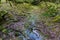 Waterlogged path in wood, Dartmoor