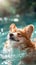 Waterloving Canidae dog breed swimming with eyes shut in pool