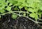 Watermellon Plant Fruit Growing in Garden