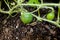 Watermellon Plant Fruit Growing in Garden