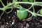 Watermellon Plant Fruit Growing in Garden