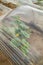 Watermelon beds covered with plastic foil ready for planting