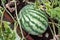 Watermelon being grown