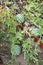 Watermelon being grown