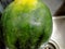 The watermelon being washed in the sink texture before to sale