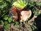 Watermelon with a crack on field, damage to watermelon