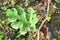 Watermelon crop with irigation hose