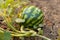 Watermelon cultivation in the garden with the beautiful fruit