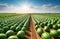 watermelon cultivation, watermelon field to the horizon, harvesting, sunny day