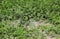 watermelon in the field with very fertile sandy soil