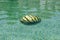 Watermelon floating in a swimming pool with green tiles floor